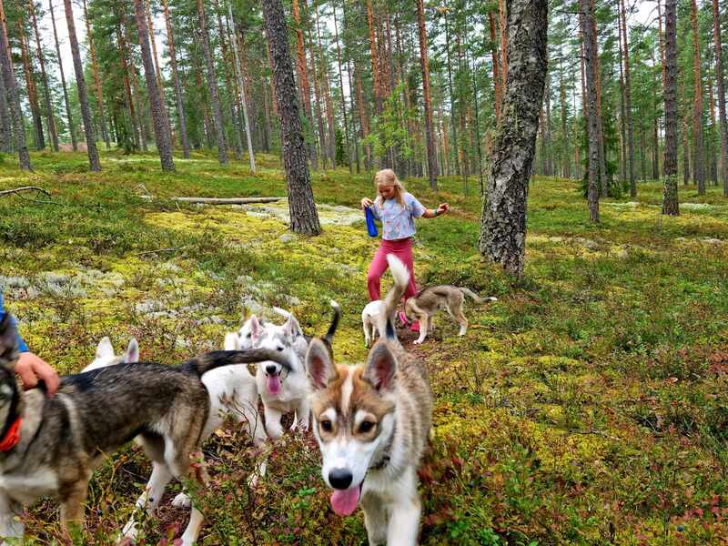 Helsinki wilderness and forest walk tours  and husky sled and cart safari