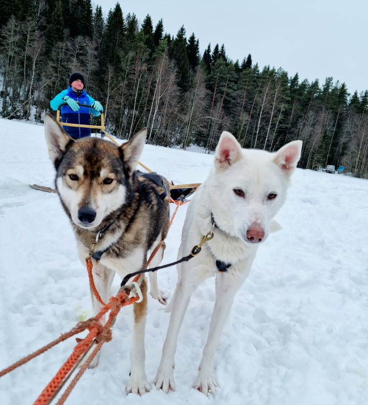 Helsinki sled huskies safari